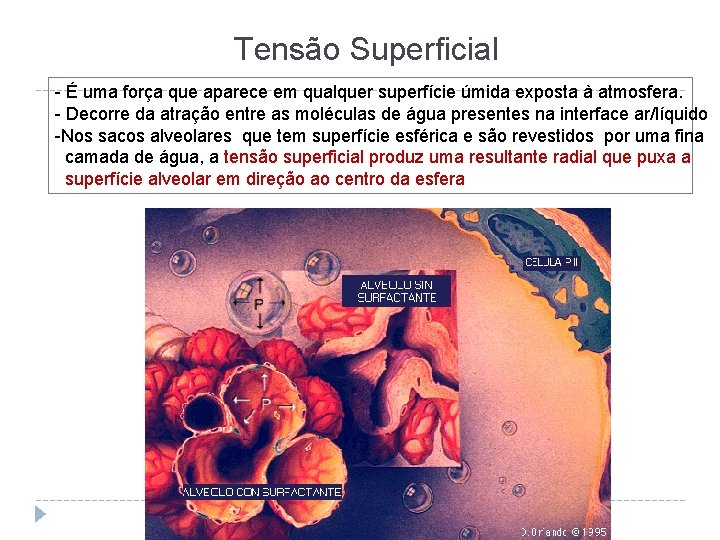 Tensão Superficial - É uma força que aparece em qualquer superfície úmida exposta à