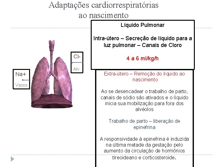 Adaptações cardiorrespiratórias ao nascimento Líquido Pulmonar Intra-útero – Secreção de líquido para a luz