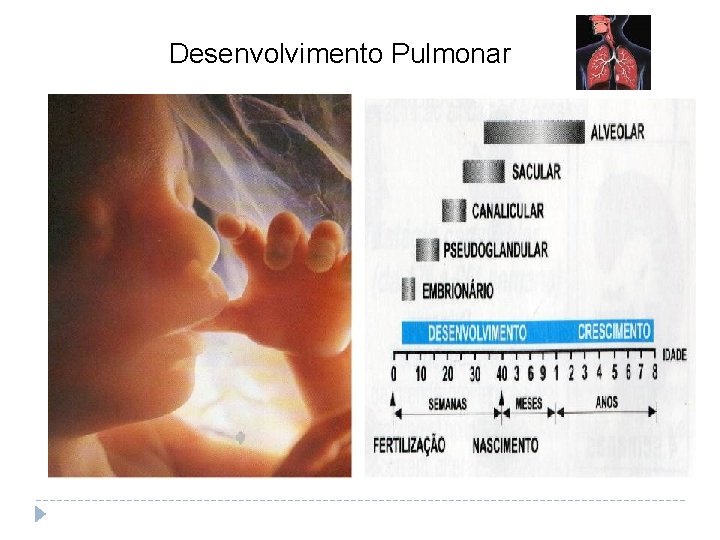 Desenvolvimento Pulmonar 