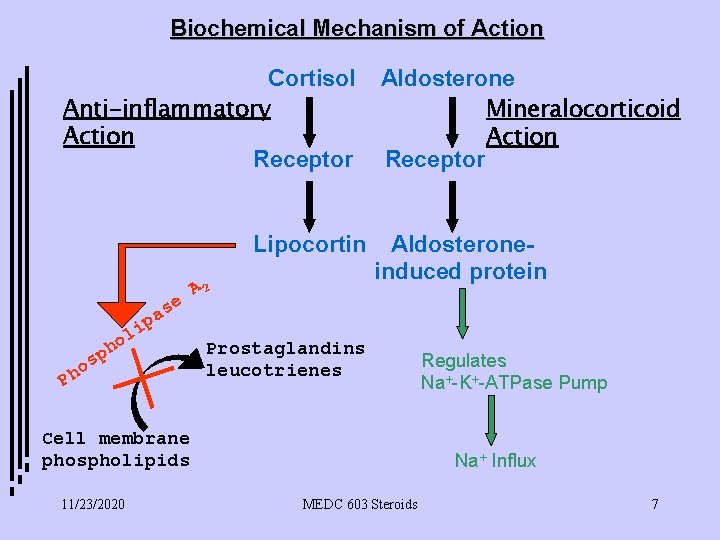 Biochemical Mechanism of Action Cortisol Anti-inflammatory Action Receptor Lipocortin e s a p i