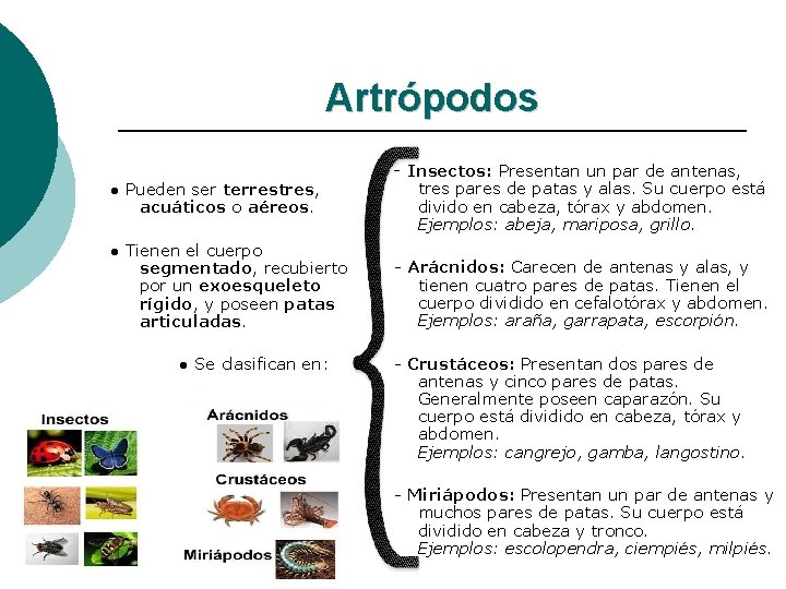 Artrópodos ● Pueden ser terrestres, acuáticos o aéreos. - Insectos: Presentan un par de