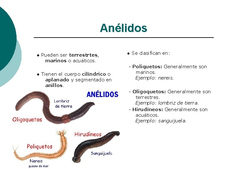 Anélidos ● Pueden ser terrestrtes, marinos o acuáticos. ● Tienen el cuerpo cilíndrico o