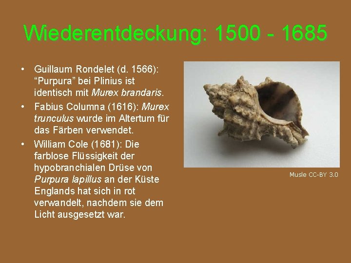 Wiederentdeckung: 1500 - 1685 • Guillaum Rondelet (d. 1566): “Purpura” bei Plinius ist identisch