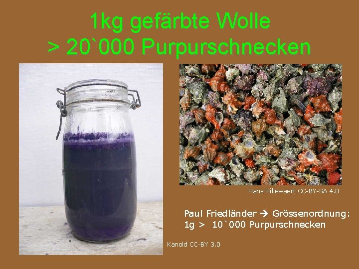1 kg gefärbte Wolle > 20`000 Purpurschnecken Hans Hillewaert CC-BY-SA 4. 0 Paul Friedländer