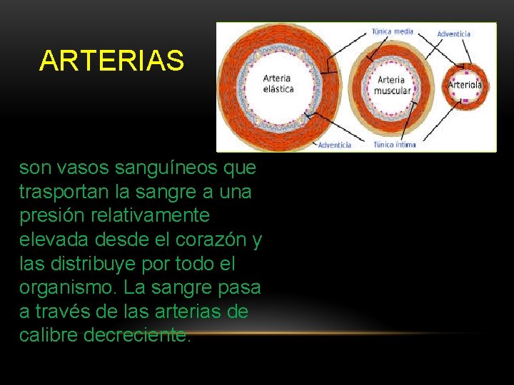 ARTERIAS son vasos sanguíneos que trasportan la sangre a una presión relativamente elevada desde