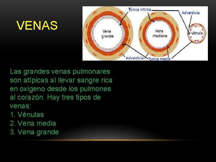 VENAS Las grandes venas pulmonares son atípicas al llevar sangre rica en oxigeno desde