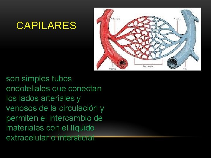 CAPILARES son simples tubos endoteliales que conectan los lados arteriales y venosos de la