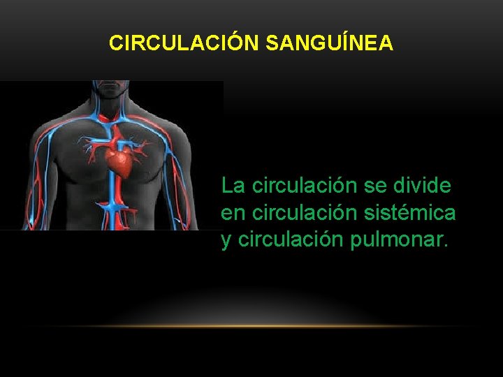 CIRCULACIÓN SANGUÍNEA La circulación se divide en circulación sistémica y circulación pulmonar. 
