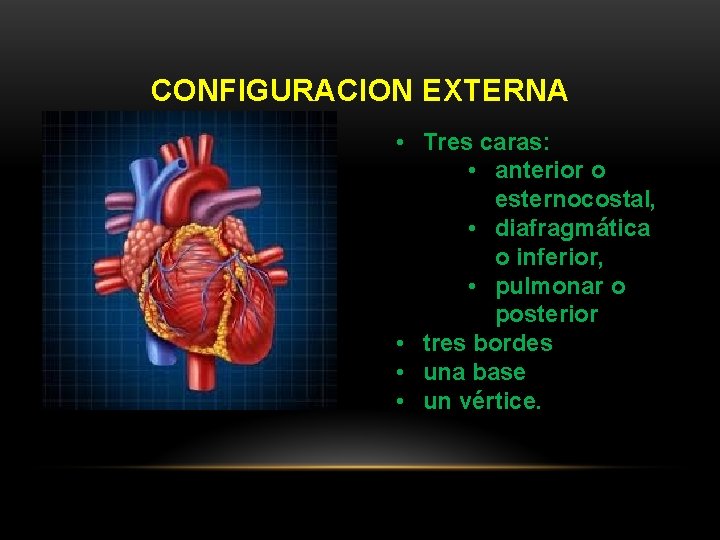 CONFIGURACION EXTERNA • Tres caras: • anterior o esternocostal, • diafragmática o inferior, •