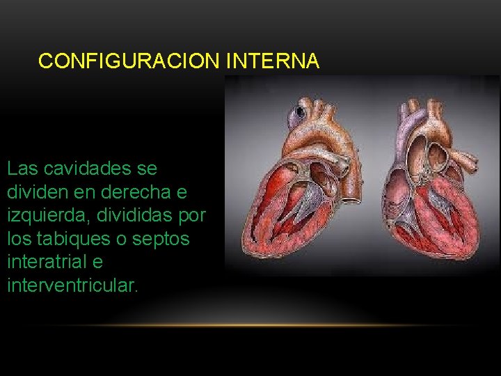 CONFIGURACION INTERNA Las cavidades se dividen en derecha e izquierda, divididas por los tabiques