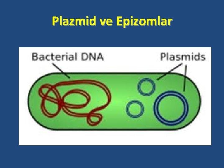 Plazmid ve Epizomlar 