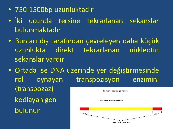  • 750 -1500 bp uzunluktadır • İki ucunda tersine tekrarlanan sekanslar bulunmaktadır •