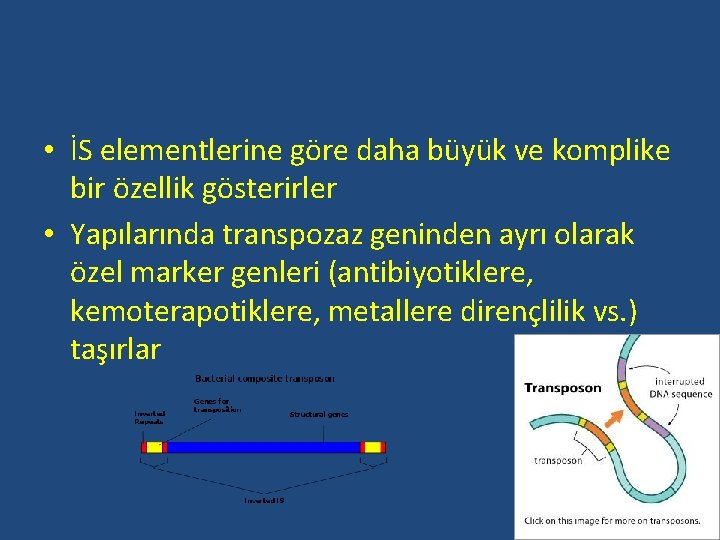  • İS elementlerine göre daha büyük ve komplike bir özellik gösterirler • Yapılarında