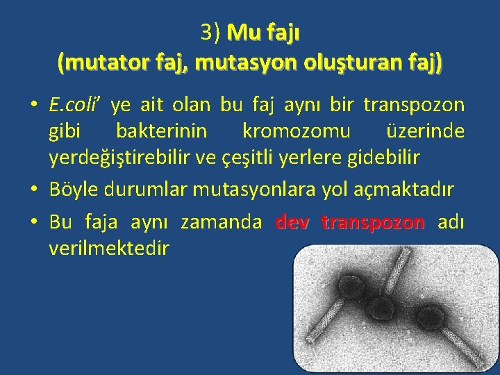 3) Mu fajı (mutator faj, mutasyon oluşturan faj) • E. coli’ ye ait olan
