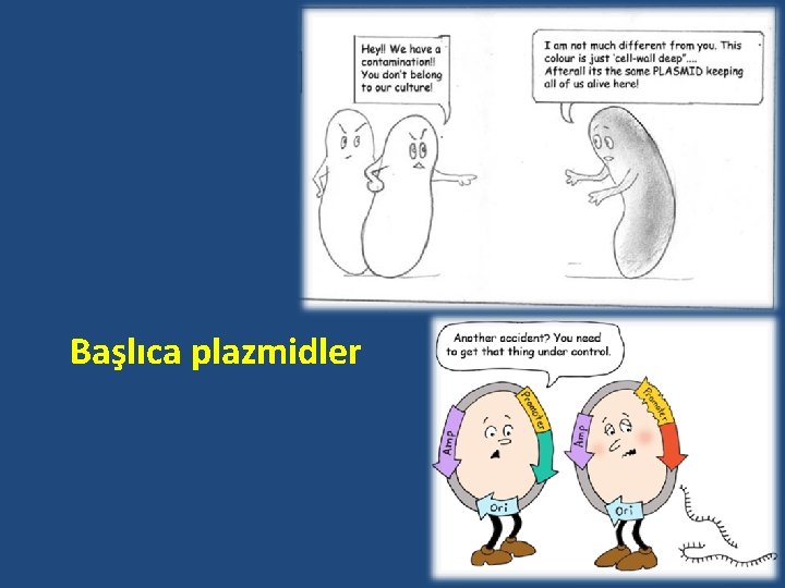 Başlıca plazmidler 