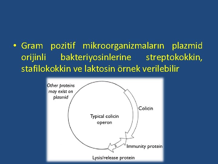  • Gram pozitif mikroorganizmaların plazmid orijinli bakteriyosinlerine streptokokkin, stafilokokkin ve laktosin örnek verilebilir
