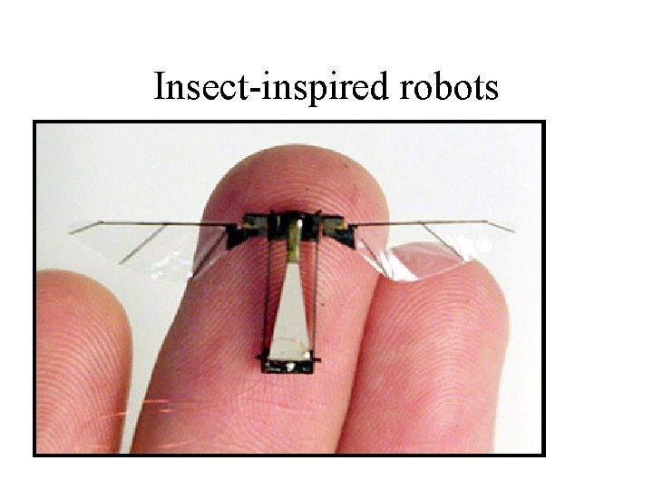 Insect-inspired robots 