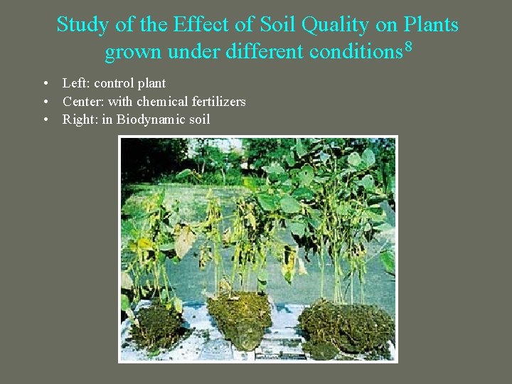Study of the Effect of Soil Quality on Plants grown under different conditions 8