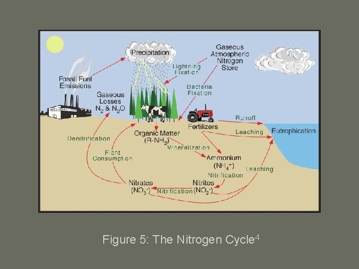 Figure 5: The Nitrogen Cycle 4 