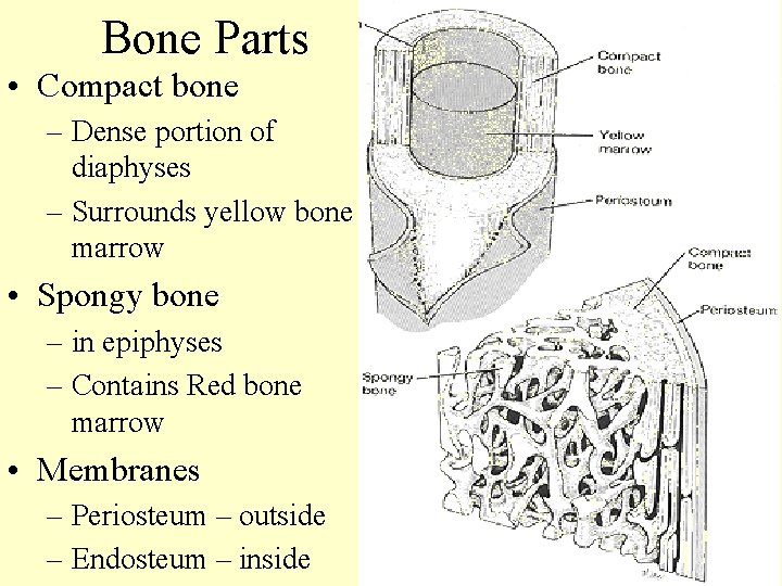Bone Parts • Compact bone – Dense portion of diaphyses – Surrounds yellow bone