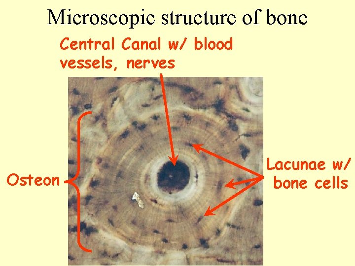 Microscopic structure of bone Central Canal w/ blood vessels, nerves Osteon Lacunae w/ bone