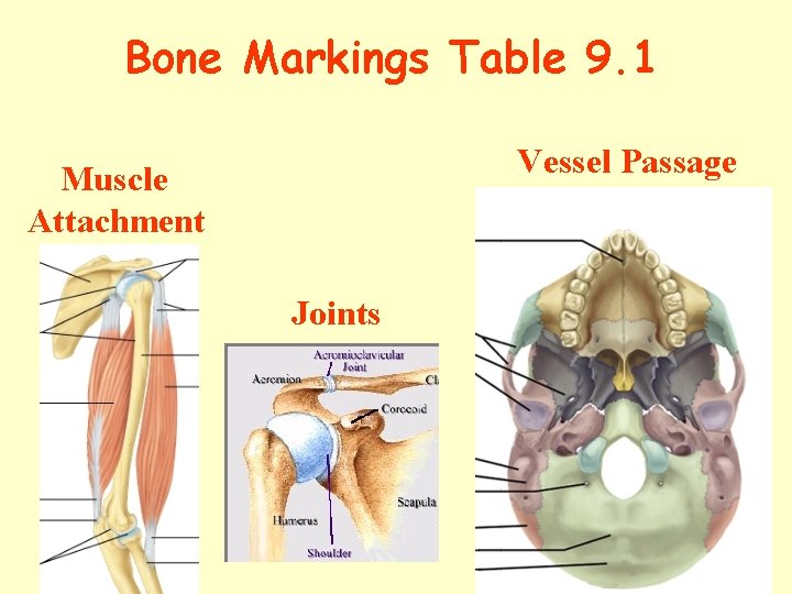 Bone Markings Table 9. 1 Vessel Passage Muscle Attachment Joints 