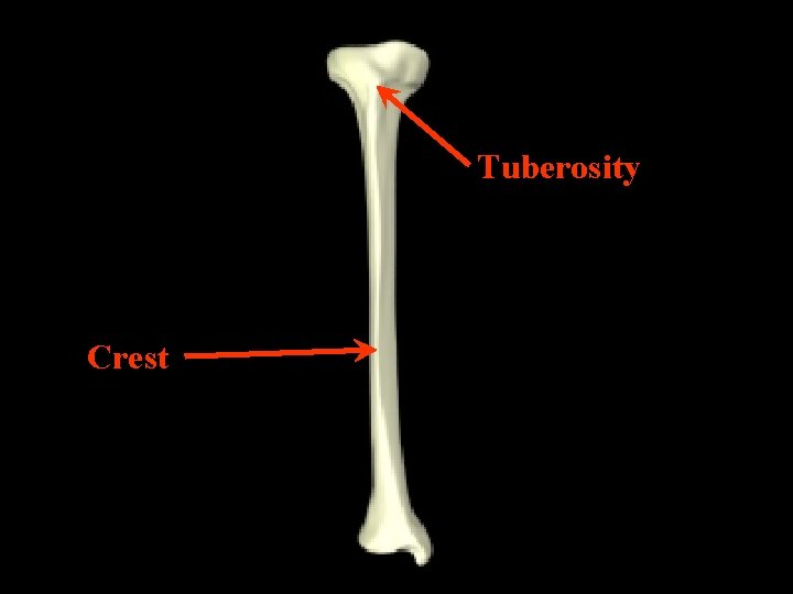 Tuberosity Crest 