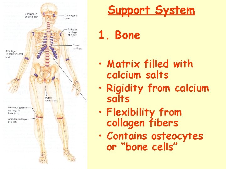 Support System 1. Bone • Matrix filled with calcium salts • Rigidity from calcium