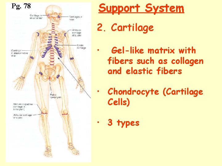 Pg. 78 Support System 2. Cartilage • Gel-like matrix with fibers such as collagen
