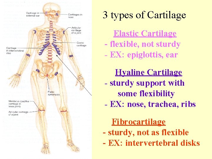 3 types of Cartilage Elastic Cartilage - flexible, not sturdy - EX: epiglottis, ear