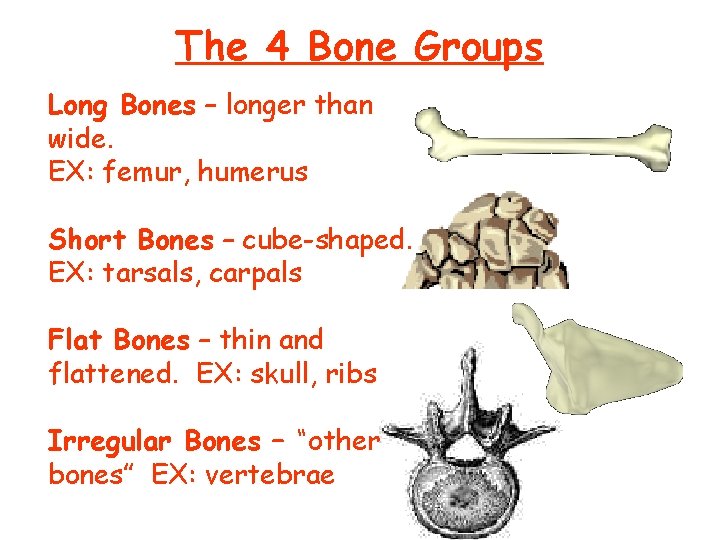 The 4 Bone Groups Long Bones – longer than wide. EX: femur, humerus Short