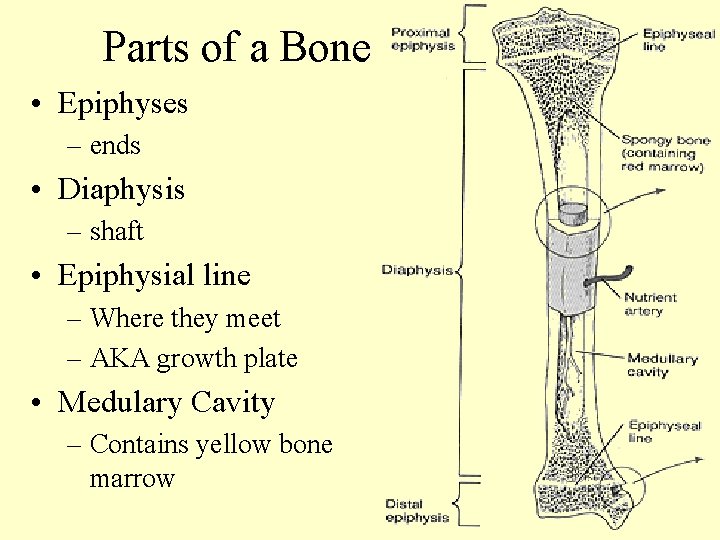 Parts of a Bone • Epiphyses – ends • Diaphysis – shaft • Epiphysial