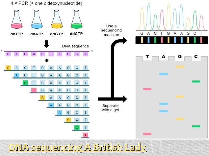 DNA sequencing A British Lady 