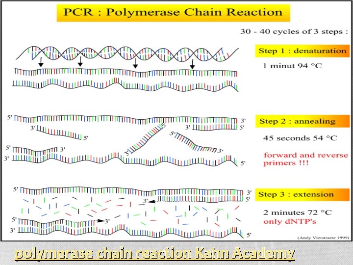 polymerase chain reaction Kahn Academy 