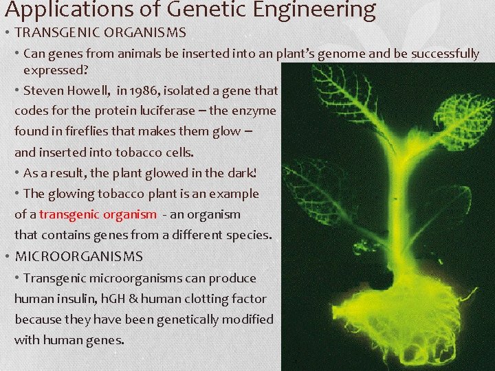 Applications of Genetic Engineering • TRANSGENIC ORGANISMS • Can genes from animals be inserted