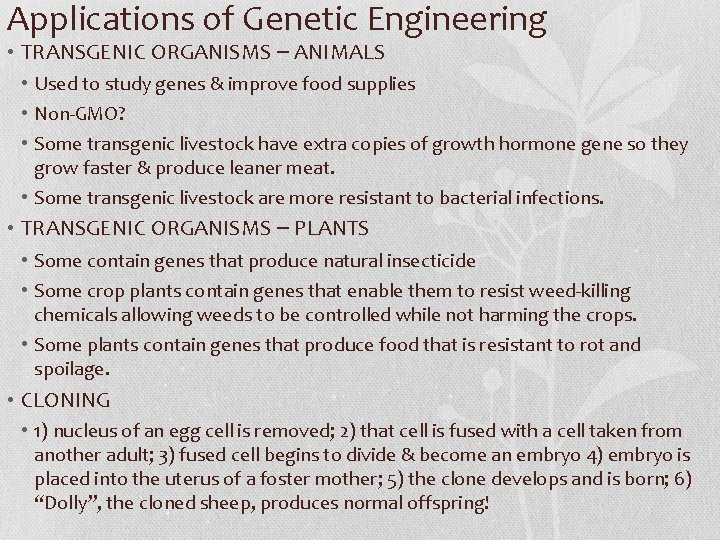 Applications of Genetic Engineering • TRANSGENIC ORGANISMS – ANIMALS • Used to study genes
