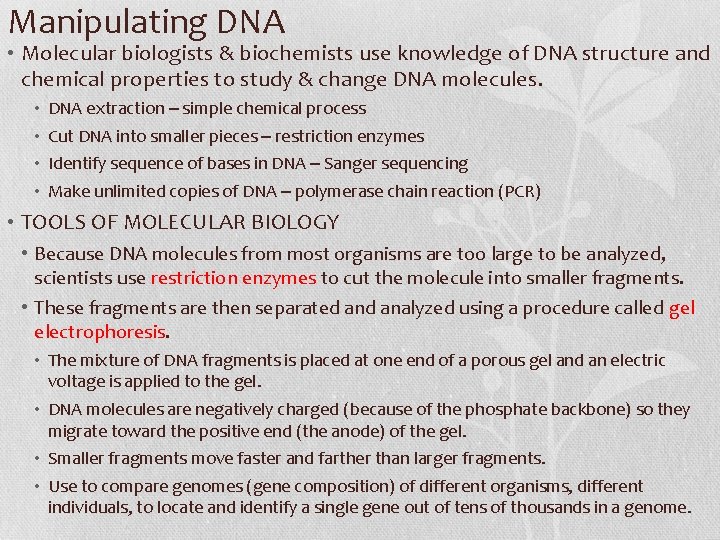 Manipulating DNA • Molecular biologists & biochemists use knowledge of DNA structure and chemical
