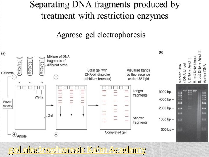 gel electrophoresis Kahn Academy 