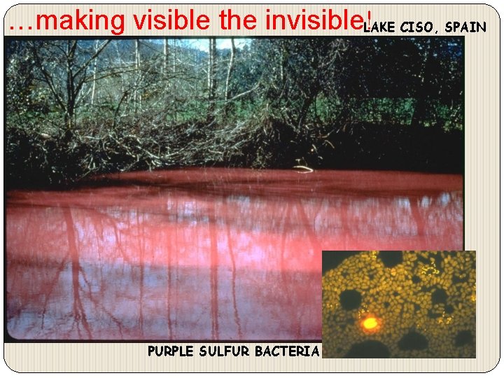 …making visible the invisible!LAKE CISO, SPAIN PURPLE SULFUR BACTERIA 