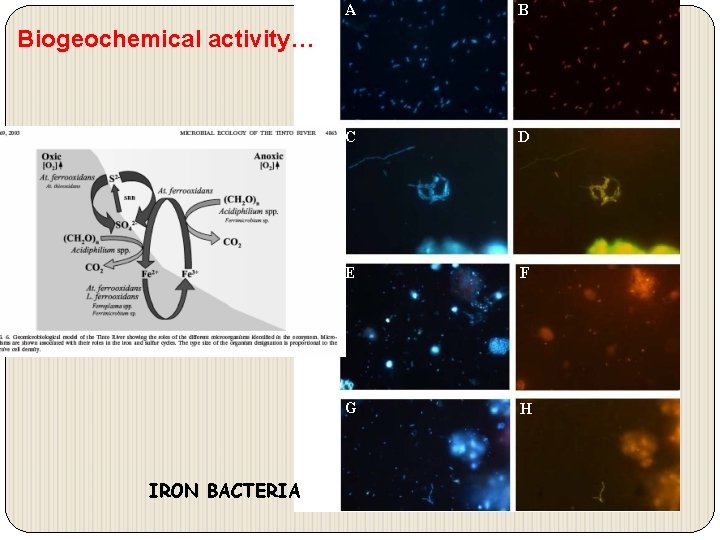 A B C D E F G H Biogeochemical activity… IRON BACTERIA 