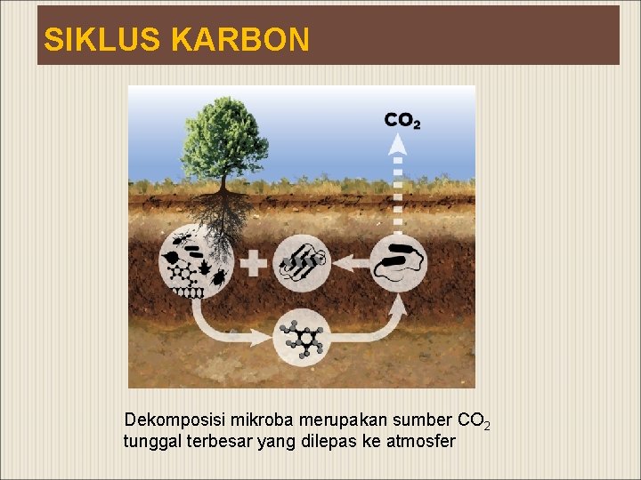 SIKLUS KARBON Dekomposisi mikroba merupakan sumber CO 2 tunggal terbesar yang dilepas ke atmosfer