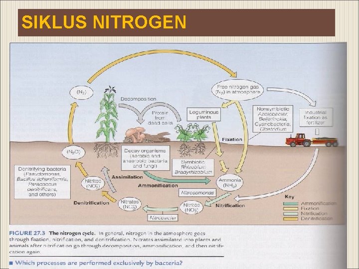 SIKLUS NITROGEN 