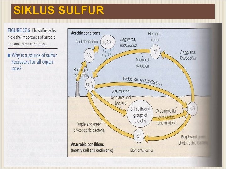 SIKLUS SULFUR 
