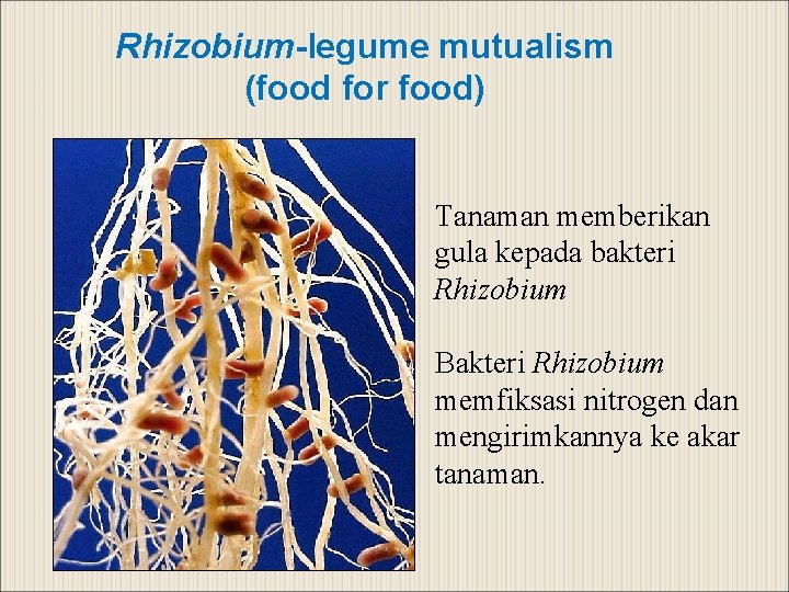 Rhizobium-legume mutualism (food for food) Tanaman memberikan gula kepada bakteri Rhizobium Bakteri Rhizobium memfiksasi