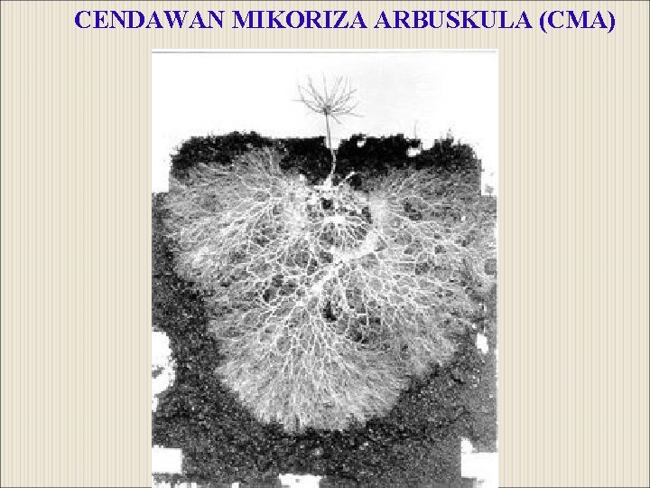 CENDAWAN MIKORIZA ARBUSKULA (CMA) 