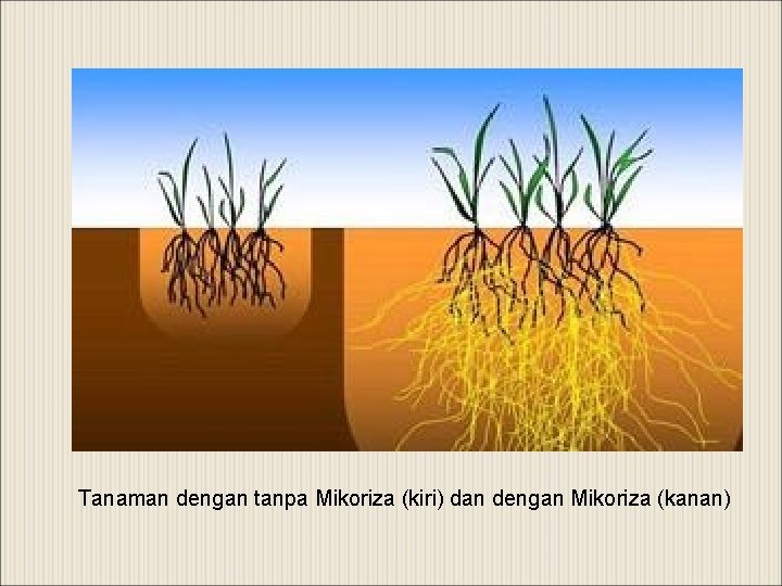 Tanaman dengan tanpa Mikoriza (kiri) dan dengan Mikoriza (kanan) 