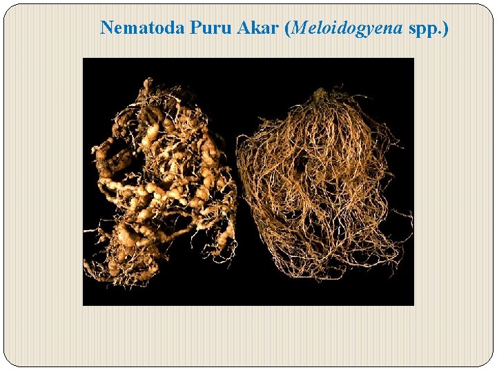 Nematoda Puru Akar (Meloidogyena spp. ) 