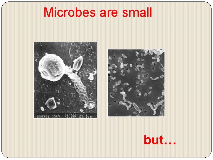 Microbes are small but… 