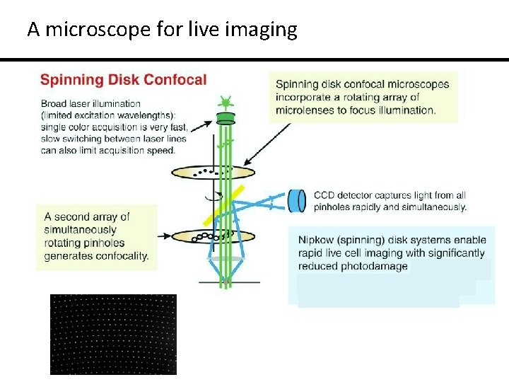 A microscope for live imaging 