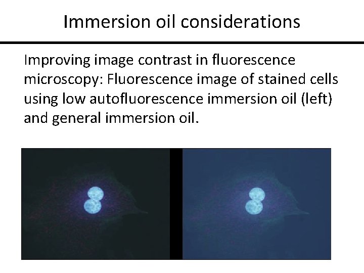 Immersion oil considerations Improving image contrast in fluorescence microscopy: Fluorescence image of stained cells